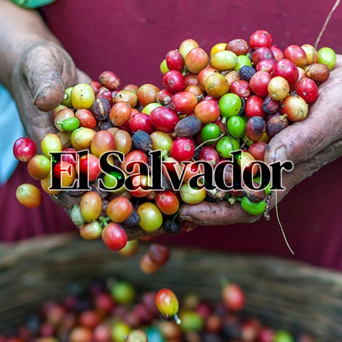 엘살바도르 500 g
